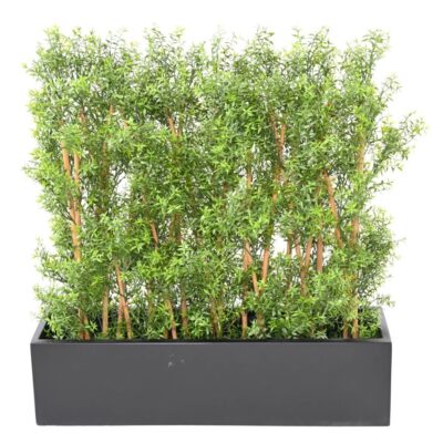 eucalyptus hedge uv 1
