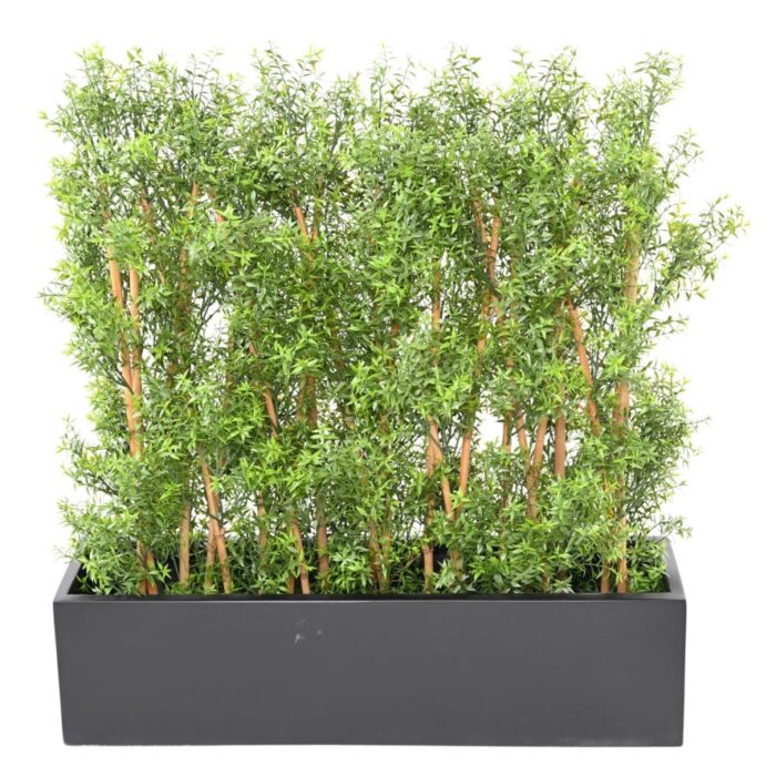 eucalyptus hedge uv 1