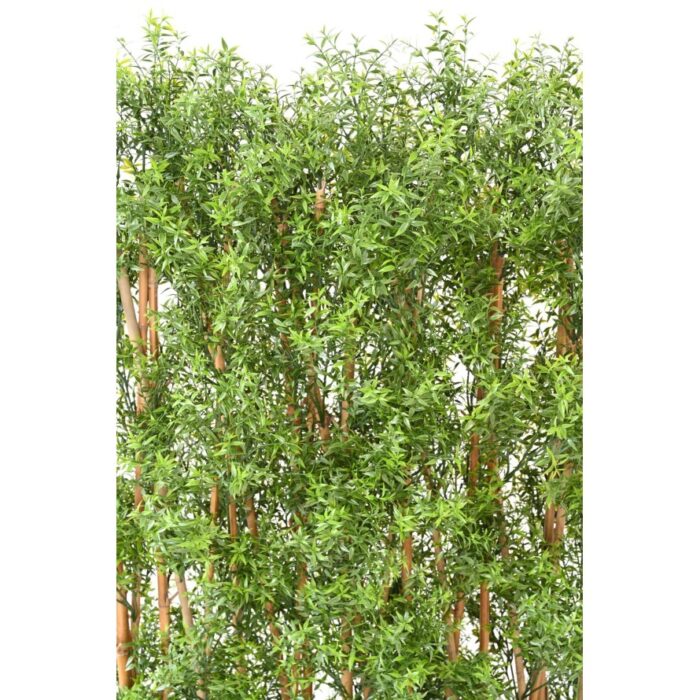 eucalyptus hedge uv 2