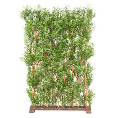 eucalyptus hedge uv 4