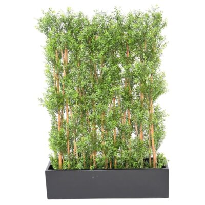 eucalyptus hedge uv 5