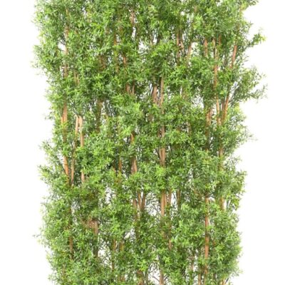 eucalyptus hedge uv 8