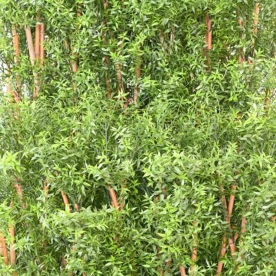 eucalyptus hedge uv 9