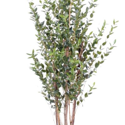 eucalyptus idm bush 130 cm