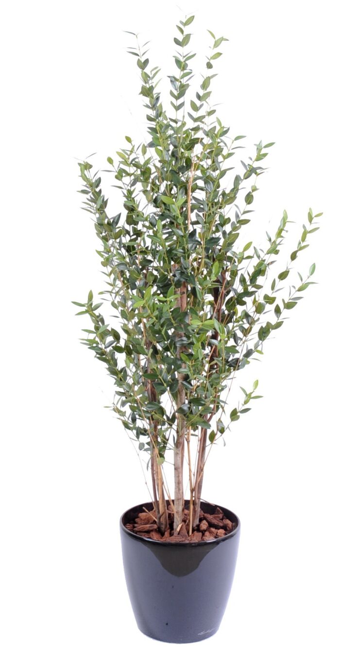 eucalyptus idm bush 130 cm