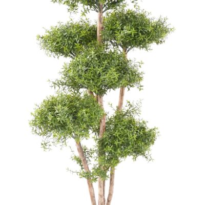 eucalyptus m tree scaled
