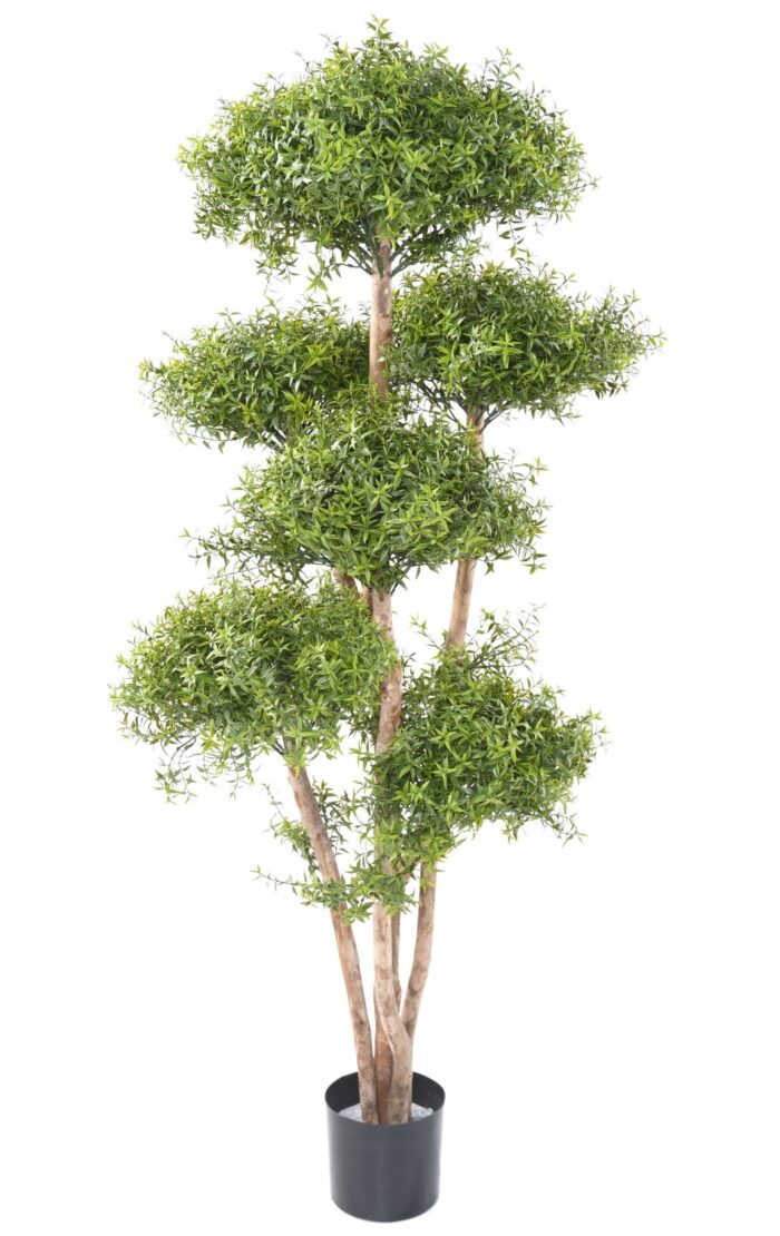 eucalyptus m tree scaled