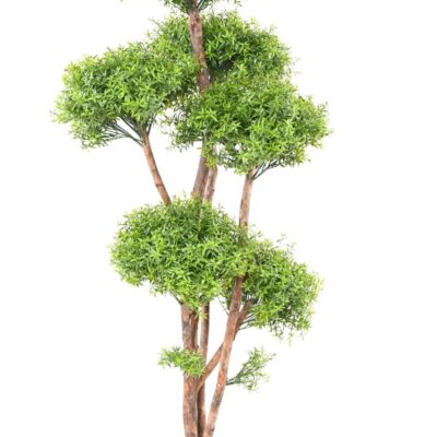 eucalyptus m tree uv 1 scaled