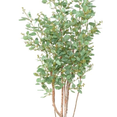 eucalyptus tree berries scaled