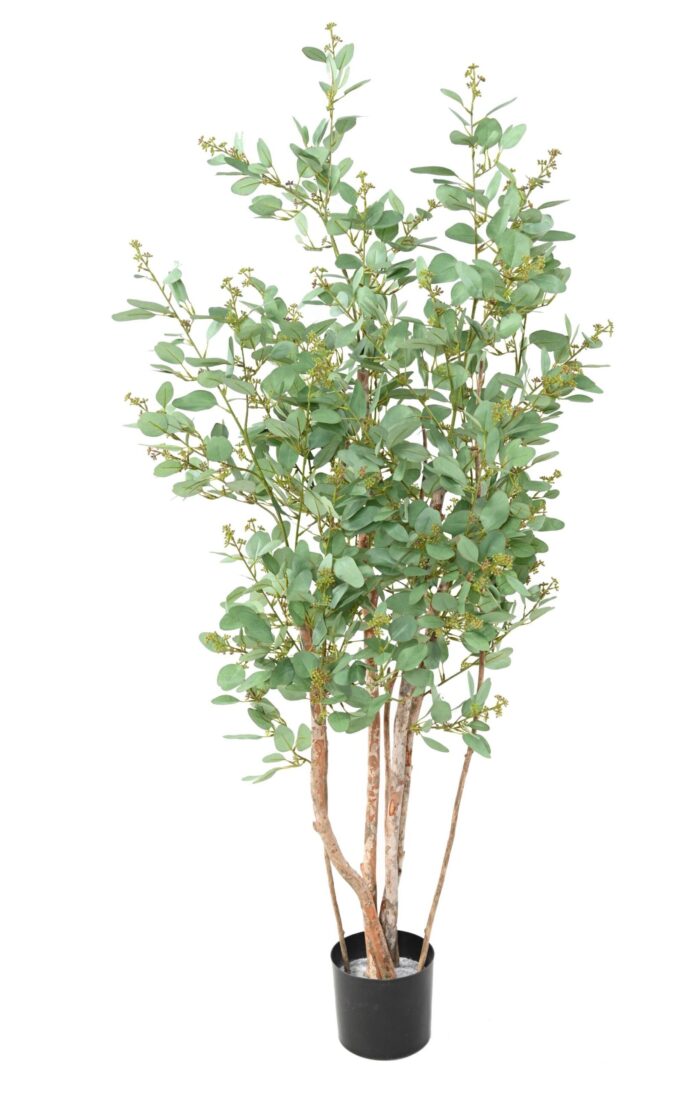 eucalyptus tree berries scaled