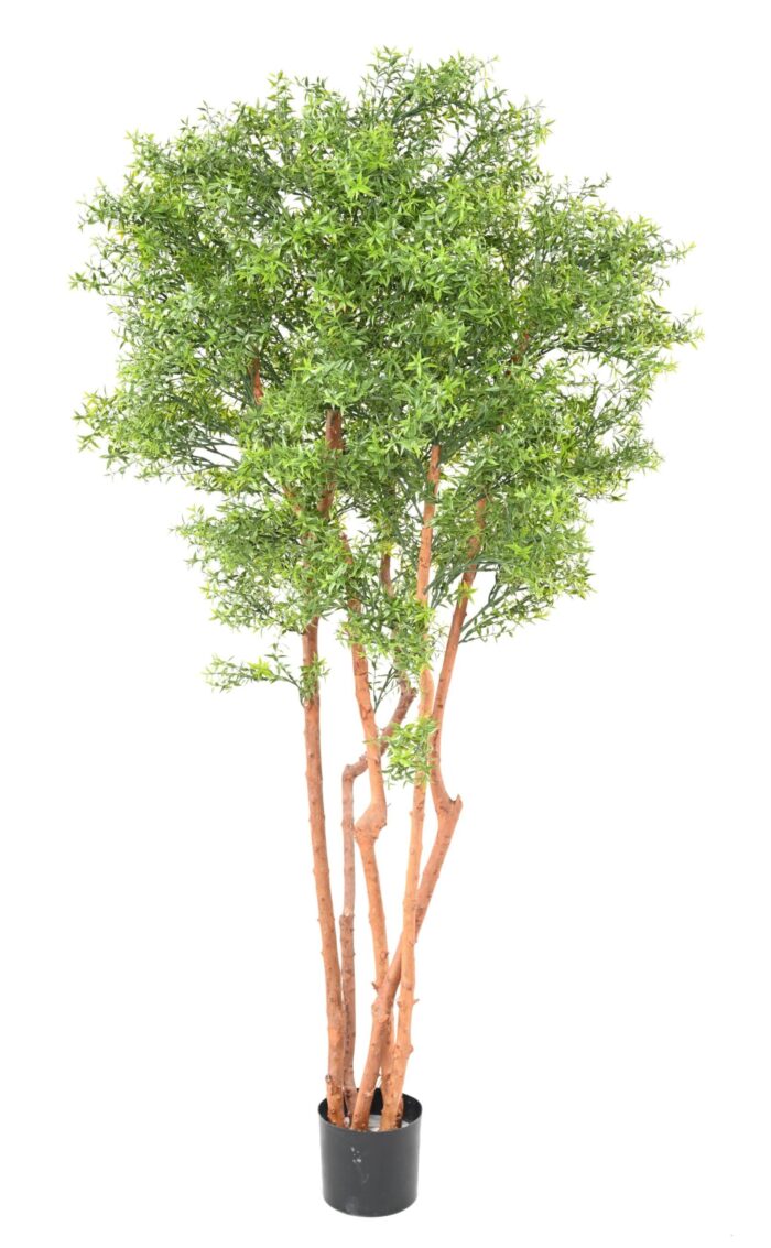 eucalyptus tree uv 1 scaled