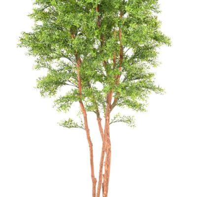 eucalyptus tree uv 2 scaled