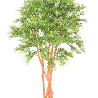 eucalyptus tree uv scaled