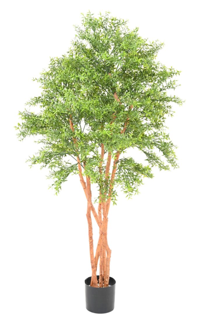 eucalyptus tree uv scaled