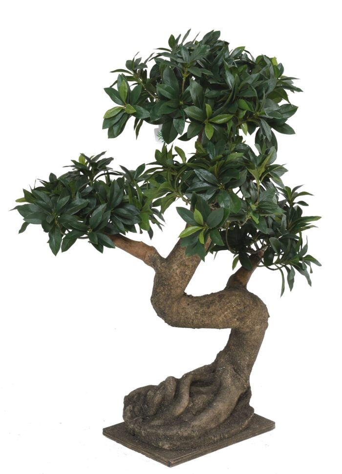 euonymus japonicus charcoal scaled