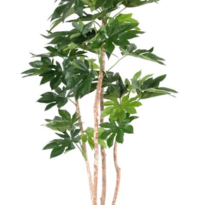 fatsia japonica tree 1 scaled