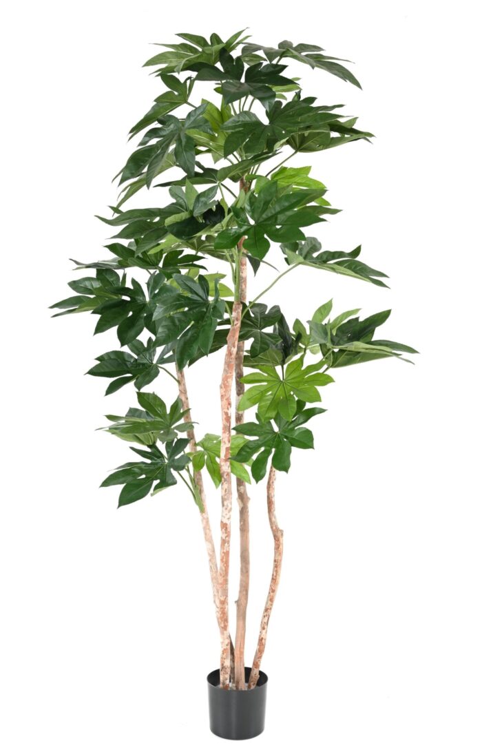 fatsia japonica tree 1 scaled