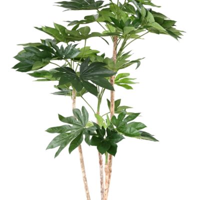 fatsia japonica tree scaled