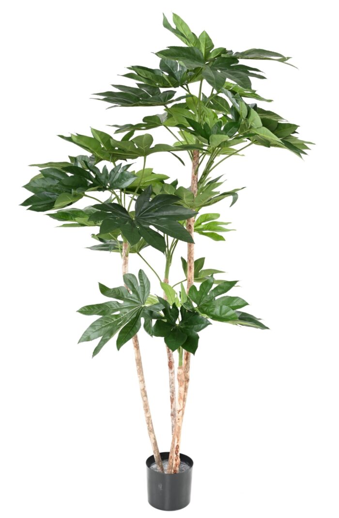 fatsia japonica tree scaled