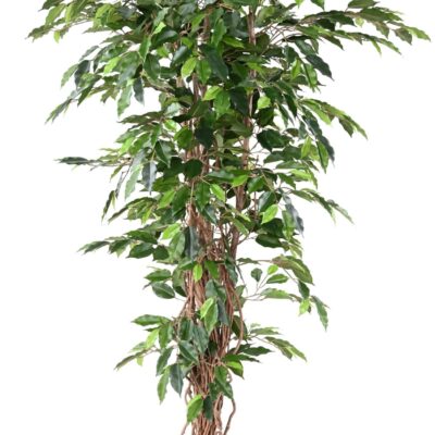 ficus 180 lianas fr fire resistant scaled