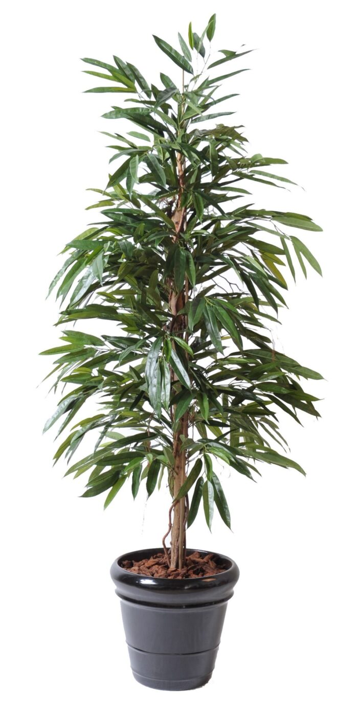 ficus alii bush royal 1 scaled