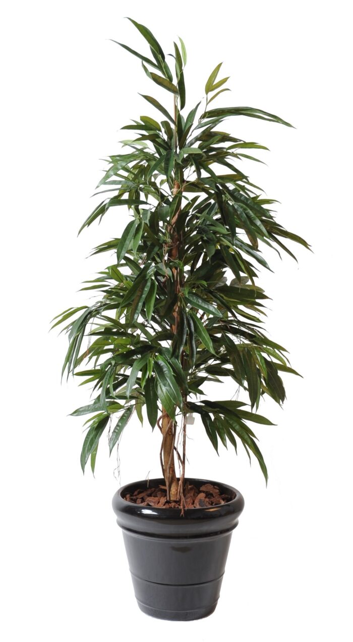 ficus alii bush royal