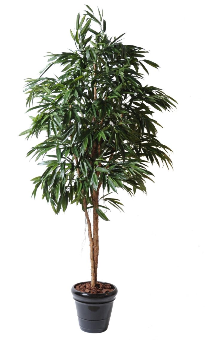 ficus alii royal 1 scaled
