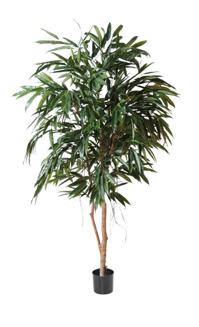 ficus alii royal