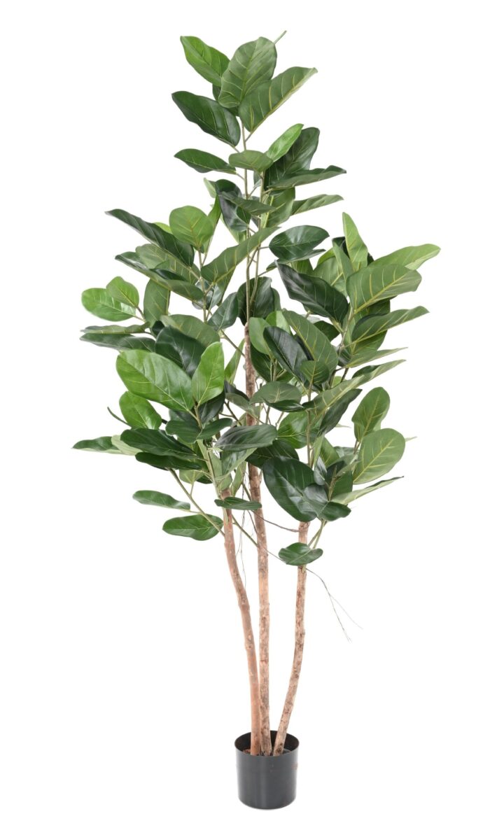 ficus audrey 1 scaled