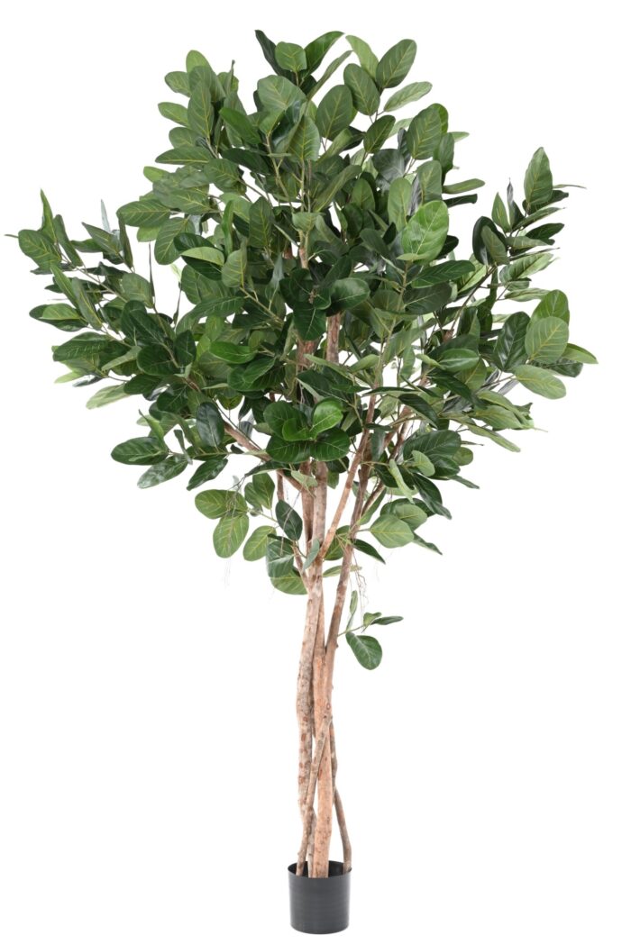 ficus audrey 310 scaled