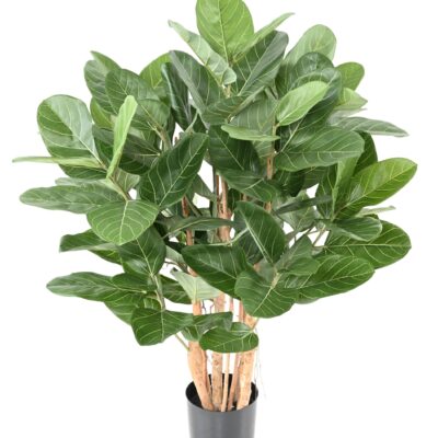 ficus audrey bush scaled