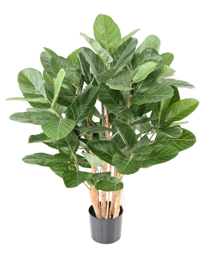 ficus audrey bush scaled