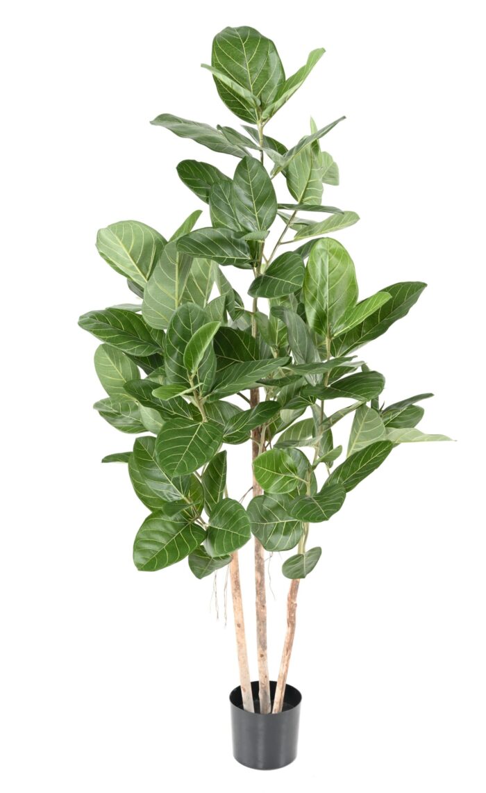 ficus audrey scaled