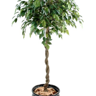 ficus ball natasja scaled