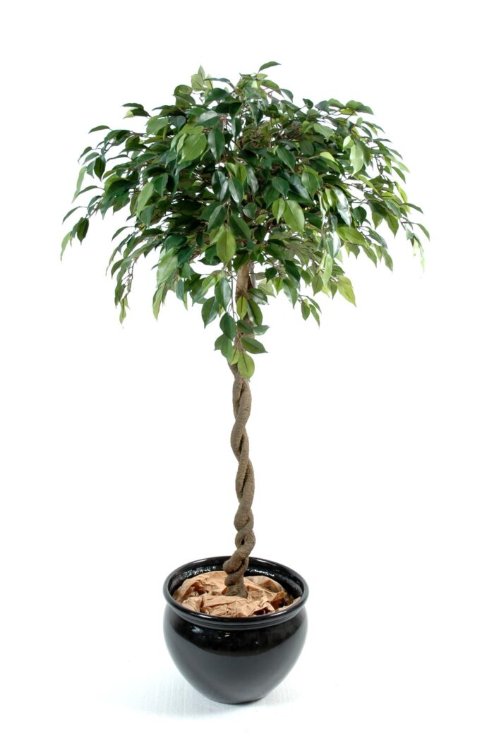 ficus ball natasja scaled
