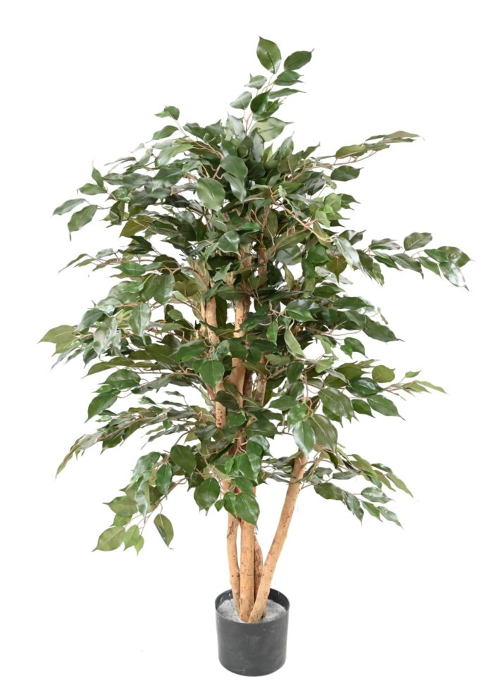 ficus benjamina eco scaled