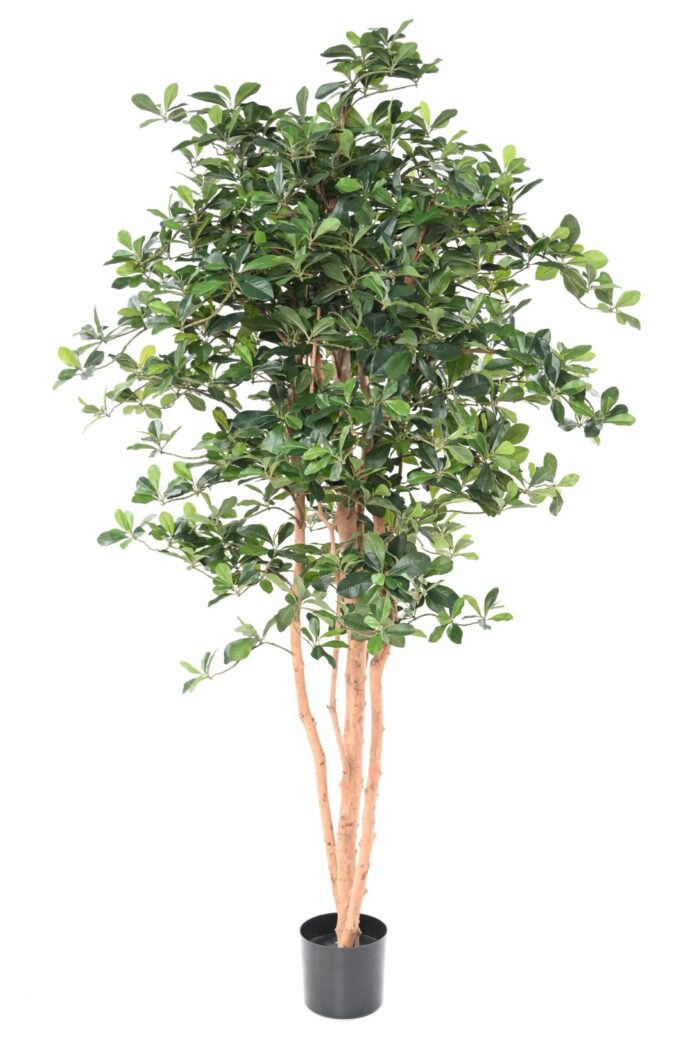 ficus black olive 178 scaled