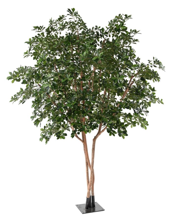 ficus black olive tree 310 scaled
