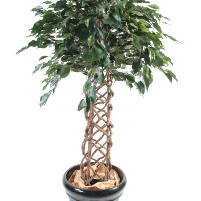 ficus cage