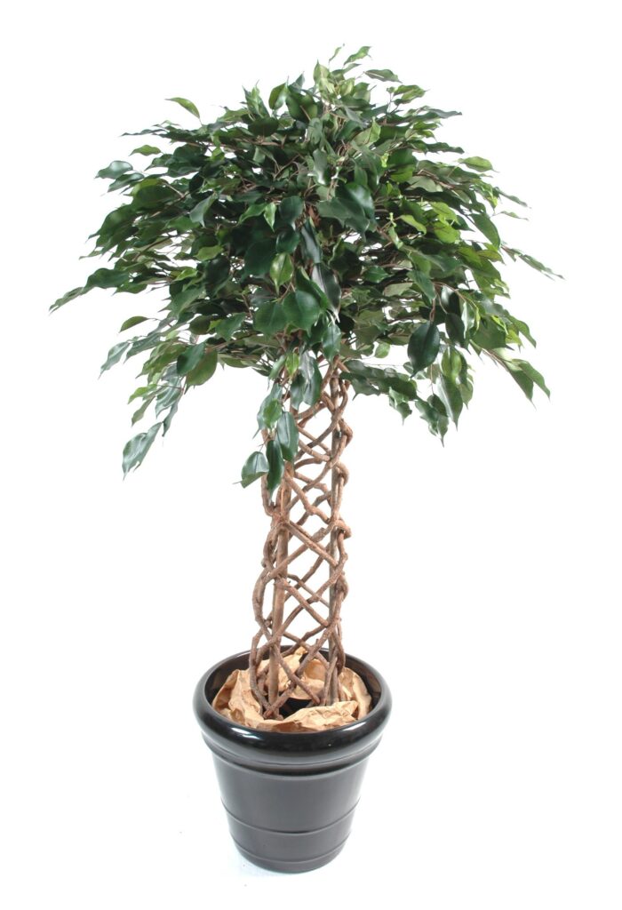 ficus cage
