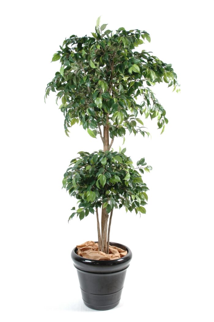 ficus double ball 1 scaled