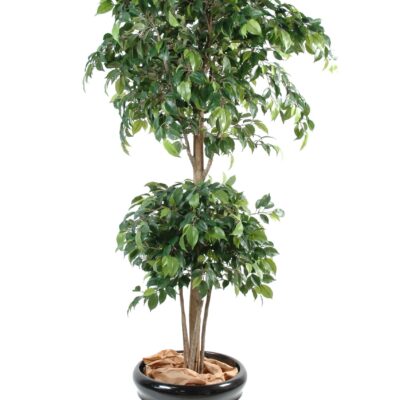 ficus double ball scaled