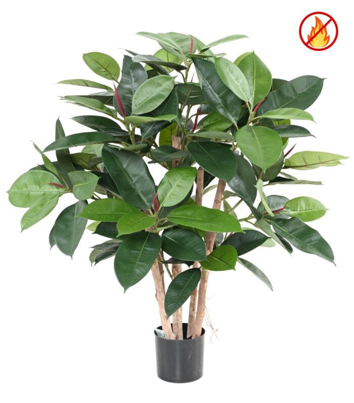 ficus elastica buisson rubber plant multitree fr fire resistant scaled