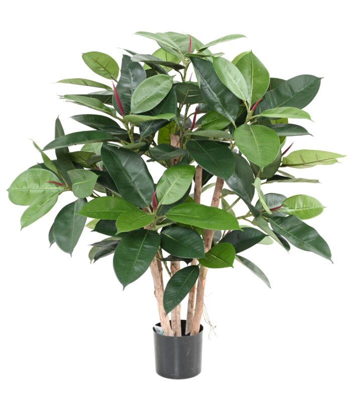 ficus elastica buisson rubber plant multitree scaled