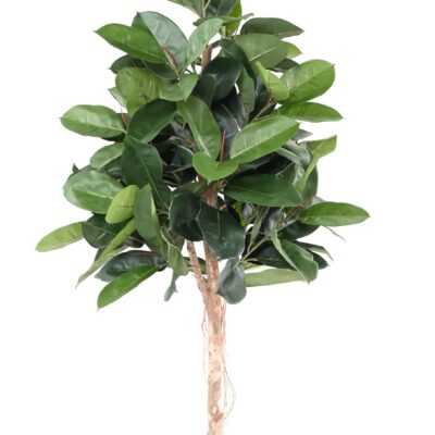 ficus elastica rubber plant tree 1 scaled