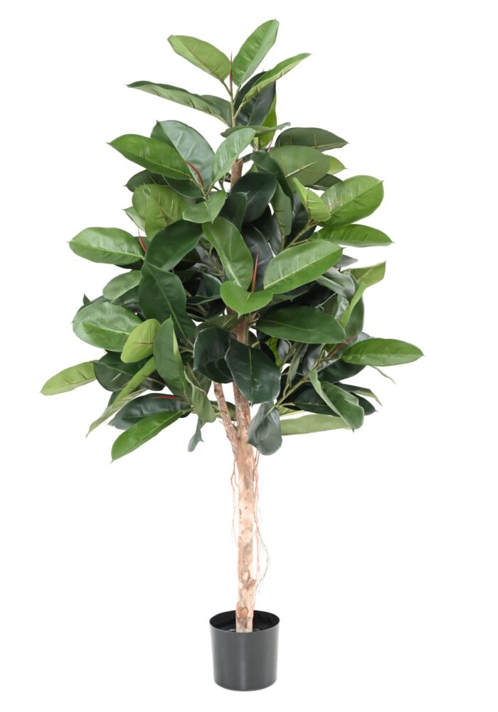 ficus elastica rubber plant tree 1 scaled