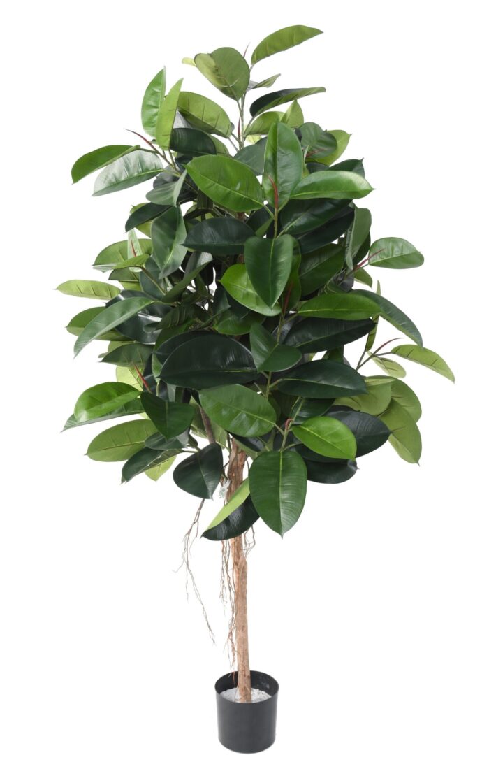 ficus elastica rubber plant tree 2 scaled