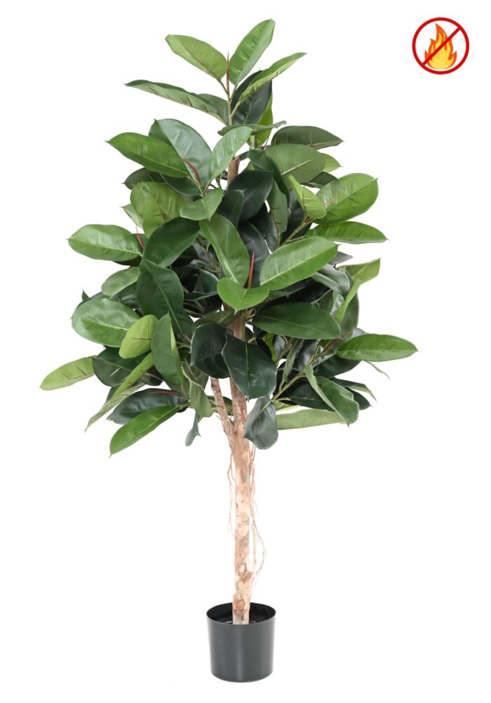 ficus elastica rubber plant tree fr fire resistant scaled