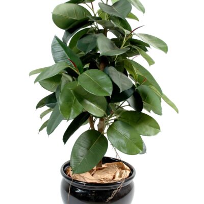 ficus elastica rubber plant tree scaled