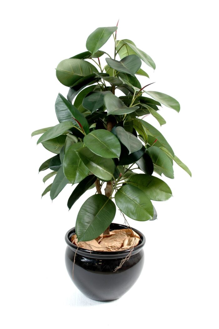 ficus elastica rubber plant tree scaled